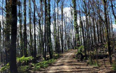 Helping Bega Bushfire recovery