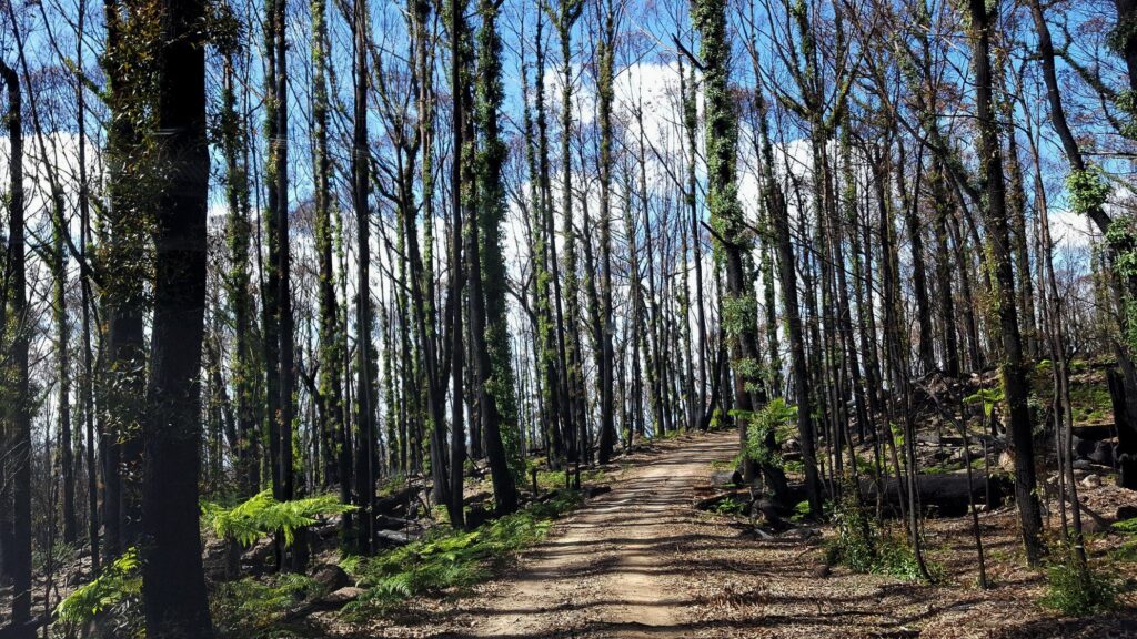 Helping Bega Bushfire recovery